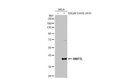 Invitrogen BNIP3L Polyclonal Antibody 100 &mu;L; Unconjugated:Antibodies,