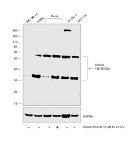 Invitrogen BNIP3L Polyclonal Antibody 100 &mu;L; Unconjugated:Antibodies,