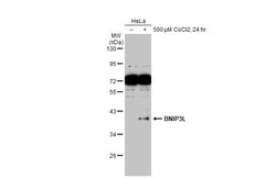 Invitrogen BNIP3L Polyclonal Antibody 100 &mu;L | Buy Online | Invitrogen&trade; | Fisher Scientific