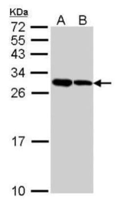 Invitrogen ARC Polyclonal Antibody 100 &mu;L; Unconjugated:Antibodies,