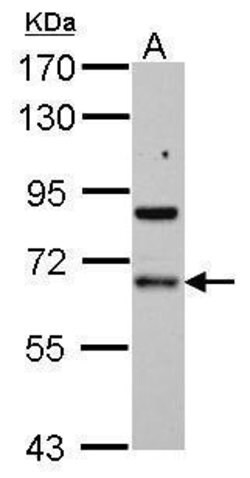Invitrogen PDLIM5 Polyclonal Antibody 100 &mu;L; Unconjugated:Antibodies,