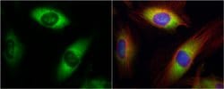 Invitrogen RPL17 Polyclonal Antibody 100 &mu;L; Unconjugated:Antibodies,