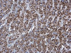 Invitrogen RPL17 Polyclonal Antibody 100 &mu;L; Unconjugated:Antibodies,