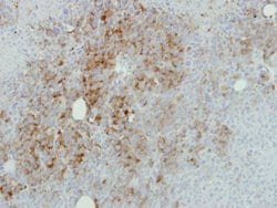 Invitrogen RPL17 Polyclonal Antibody 100 &mu;L; Unconjugated:Antibodies,
