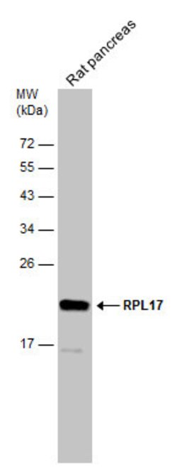 Invitrogen RPL17 Polyclonal Antibody 100 &mu;L; Unconjugated:Antibodies,