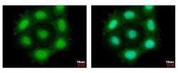 Invitrogen Securin Polyclonal Antibody 100 &mu;L; Unconjugated:Antibodies,