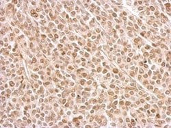 Invitrogen Securin Polyclonal Antibody 100 &mu;L; Unconjugated:Antibodies,