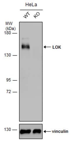 Invitrogen LOK Polyclonal Antibody 100 &mu;L | Buy Online | Invitrogen&trade; | Fisher Scientific