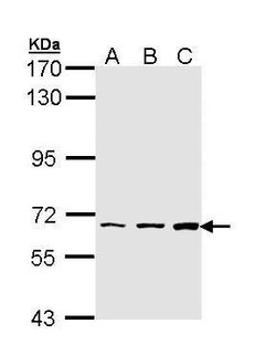 Invitrogen PIP5K1A Polyclonal Antibody 100 &mu;L; Unconjugated:Antibodies,