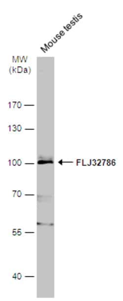 Invitrogen LRGUK Polyclonal Antibody 100 &mu;L; Unconjugated:Antibodies,