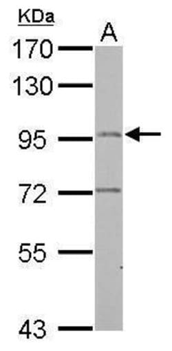 Invitrogen LRGUK Polyclonal Antibody 100 &mu;L; Unconjugated:Antibodies,