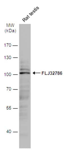 Invitrogen LRGUK Polyclonal Antibody 100 &mu;L; Unconjugated:Antibodies,