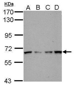 Invitrogen PCTAIRE1 Polyclonal Antibody 100 &mu;L; Unconjugated:Antibodies,