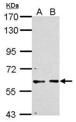 Invitrogen PCTAIRE1 Polyclonal Antibody 100 &mu;L; Unconjugated:Antibodies,