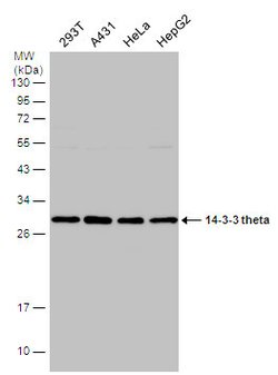 Invitrogen 14-3-3 theta Polyclonal Antibody 100 &mu;L; Unconjugated:Antibodies,
