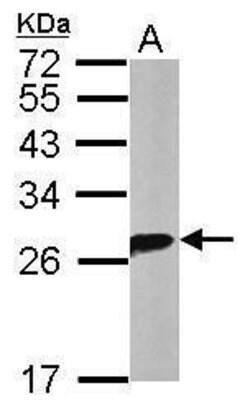 Invitrogen 14-3-3 theta Polyclonal Antibody 100 &mu;L; Unconjugated:Antibodies,