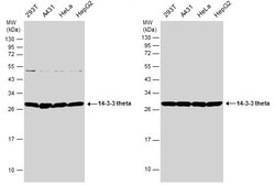 Invitrogen 14-3-3 theta Polyclonal Antibody 100 &mu;L; Unconjugated:Antibodies,