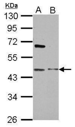 Invitrogen MBIP Polyclonal Antibody 100 &mu;L; Unconjugated:Antibodies,