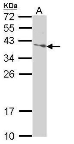 Invitrogen SAP30BP Polyclonal Antibody 100 &mu;L; Unconjugated:Antibodies,