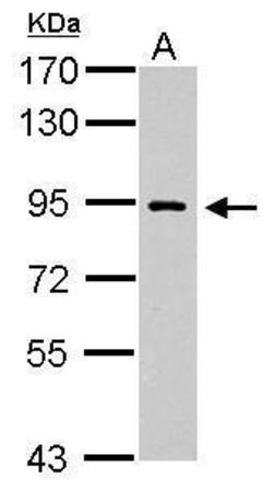 Invitrogen POLI Polyclonal Antibody 100 &mu;L; Unconjugated:Antibodies,