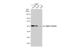 Invitrogen TUBA1A Polyclonal Antibody 100 &mu;L | Buy Online | Invitrogen&trade; | Fisher Scientific
