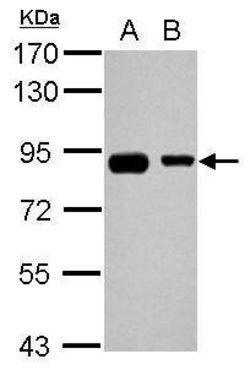 Invitrogen EPS8L2 Polyclonal Antibody 100 &mu;L; Unconjugated:Antibodies,