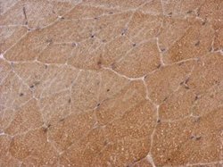 Invitrogen SH2D3C Polyclonal Antibody 100 &mu;L; Unconjugated:Antibodies,