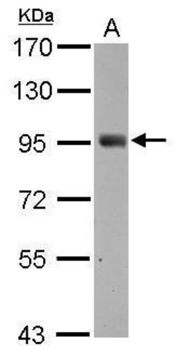 Invitrogen SH2D3C Polyclonal Antibody 100 &mu;L; Unconjugated:Antibodies,