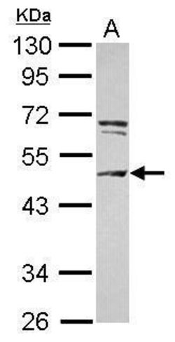 Invitrogen CEP55 Polyclonal Antibody 100 &mu;L; Unconjugated:Antibodies,