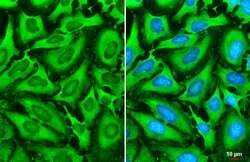 Invitrogen G3BP1 Polyclonal Antibody 100 &mu;L; Unconjugated:Antibodies,