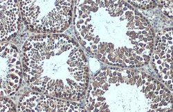 Invitrogen G3BP1 Polyclonal Antibody 100 &mu;L; Unconjugated:Antibodies,