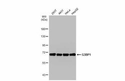 Invitrogen G3BP1 Polyclonal Antibody 100 &mu;L; Unconjugated:Antibodies,