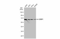Invitrogen G3BP1 Polyclonal Antibody 100 &mu;L; Unconjugated:Antibodies,