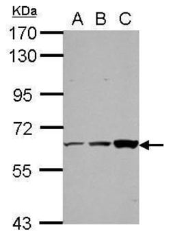 Invitrogen ThPOK Polyclonal Antibody 100 &mu;L; Unconjugated:Antibodies,