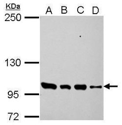 Invitrogen PDE3A Polyclonal Antibody 100 μL; Unconjugated:Antibodies,