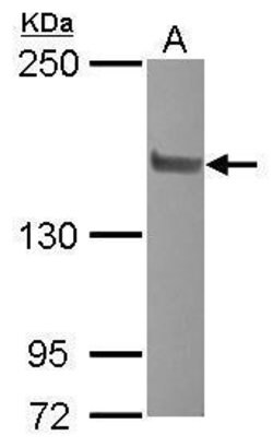 Invitrogen SRC2 Polyclonal Antibody 100 &mu;L; Unconjugated:Antibodies,