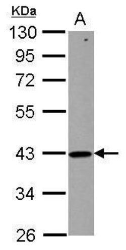 Invitrogen ZNHIT2 Polyclonal Antibody 100 &mu;L; Unconjugated:Antibodies,
