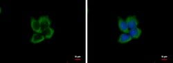 Invitrogen eIF3e Polyclonal Antibody 100 &mu;L; Unconjugated:Antibodies,