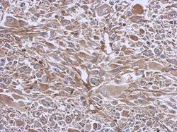 Invitrogen eIF3e Polyclonal Antibody 100 &mu;L; Unconjugated:Antibodies,