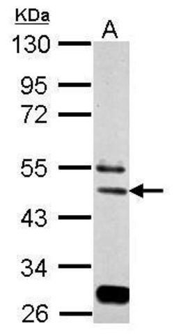Invitrogen eIF3e Polyclonal Antibody 100 &mu;L; Unconjugated:Antibodies,