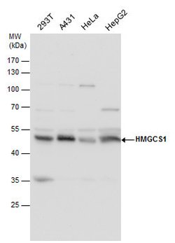 Invitrogen HMGCS1 Polyclonal Antibody 100 &mu;L | Buy Online | Invitrogen&trade; | Fisher Scientific