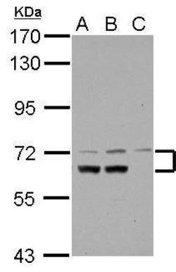 Invitrogen DYNC1I1 Polyclonal Antibody 100 &mu;L | Buy Online | Invitrogen&trade; | Fisher Scientific
