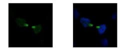 Invitrogen KID Polyclonal Antibody 100 &mu;L; Unconjugated:Antibodies,