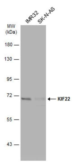 Invitrogen KID Polyclonal Antibody 100 &mu;L; Unconjugated:Antibodies,