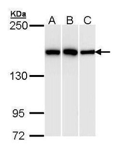 Invitrogen HDLBP Polyclonal Antibody 100 &mu;L; Unconjugated:Antibodies,