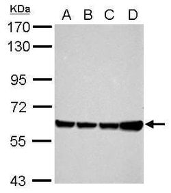 Invitrogen Afamin Polyclonal Antibody 100 &mu;L; Unconjugated:Antibodies,