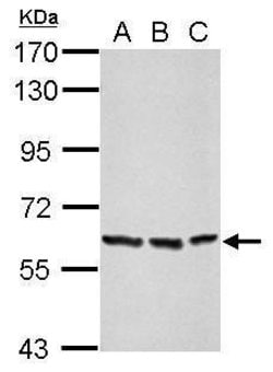 Invitrogen Afamin Polyclonal Antibody 100 &mu;L; Unconjugated:Antibodies,
