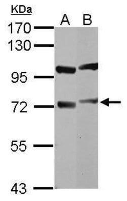 Invitrogen DYNC1I1 Polyclonal Antibody 100 &mu;L; Unconjugated:Antibodies,