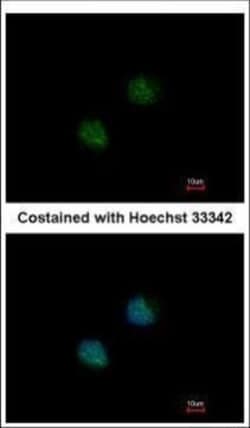 Invitrogen DOM3Z Polyclonal Antibody 100 &mu;L; Unconjugated:Antibodies,