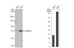 Invitrogen ACSL1 Polyclonal Antibody 100 &mu;L; Unconjugated:Antistoffer